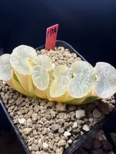 56a 多肉植物 ハオルチア 南亜の星錦 自家繁殖 鉢植え発送 - メルカリ