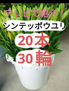 シンテッポウユリ　テッポウユリ　ユリ　生花　切り花のサムネイル