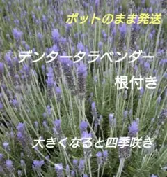 【9-B】お得☆形悪いですが脇芽伸びてます　四季咲き　デンタータラベンダー苗