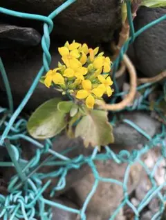 ideki様 リクエスト 2点 まとめ商品