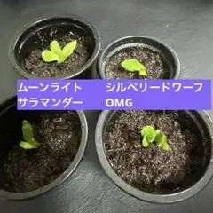 ビカクシダ　ウィリンキー系4種セットのサムネイル