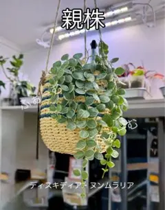 専用【抜き苗】B ディスキディア ヌンムラリア バリエガータ 1株