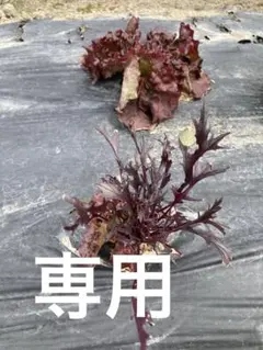 専用。野菜セット詰め合わせ(訳あり70サイズ)