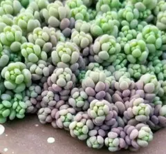 多肉植物 セダム 姫秋麗×プロリフィカ8カット&パープルヘイズ25カット
