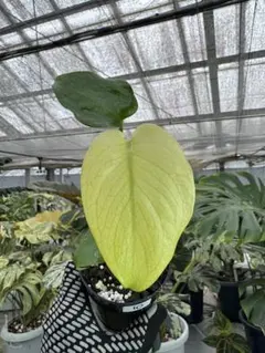 2025年最新】モンステラ ホワイトモンスターの人気アイテム