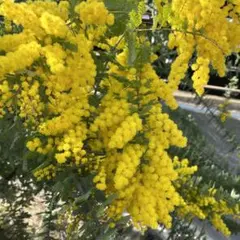 Item thumbnail for item 477b747d-c8c6-40ef-b863-f567b78ff3ec