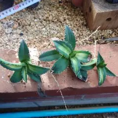 Agave titanota 'Solar Eclipse' ３株セット❗️のサムネイル