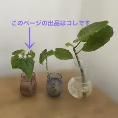 フィカス ウンベラータ 水挿し 苗のサムネイル