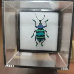 01112 カタゾウムシ　10種セットＢ 01112 カタゾウムシ 10種セットB 昆虫用品