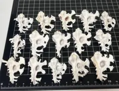 イチョウガイ 貝殻標本 小さな貝殻 ヤドカリのお宿 置物