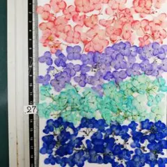 アナベル染め No27 　 ¥800 押し花 　押し花素材