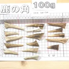 鹿の角 C57 先端16個セット 兵庫県産 鹿角 鹿のツノ しかつの