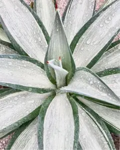 特大❗️希少 アガベ クイックシルバー デスメティアーナ クイックシルバー アガベ『デスメティアーナ “クイックシルバー” 』2番 | Planet
