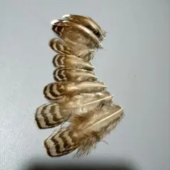 鳥の羽根 ⭐️ハリモミライチョウの羽根☆彡