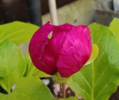 マーたん様 リクエスト 2点 まとめ商品