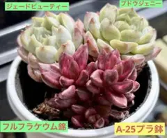 ブドウジェニー 多肉植物 プラグ苗(抜き苗) 3苗 ランダム発送 - メルカリ
