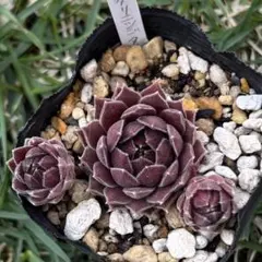 多肉植物センペルビウム Violet Queen バイオレットクイーン 子株1つ