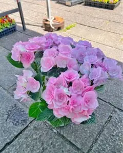絶品‼︎ 紫陽花苗 紫陽花 塩原園芸 舞姫パープル 5号鉢 2鉢価格 - メルカリ