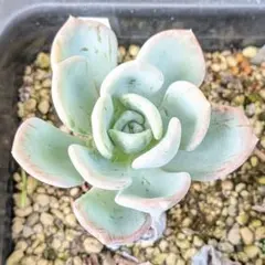 多肉植物 エケベリア【オルペット】抜き苗のサムネイル
