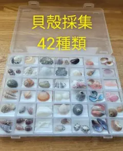 貝殻採集 貝殻標本 42種類 ケース入り ①