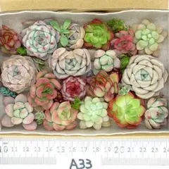 エケベリア 多肉植物 寄せ植えセット A33 カット苗 セダム 韓国苗 多肉弁当