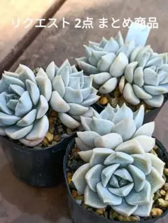 user_7a77ebd9様 リクエスト 2点 まとめ商品