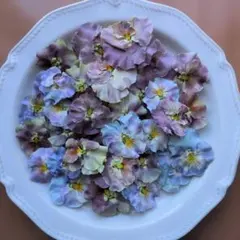 フリルパンジー　35枚 花材　ドライフラワー　11のサムネイル