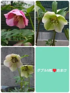こ*り様 ゆうゆうメルカリ便のみ❣️唯一無二❣️□ ブライヤーローズ