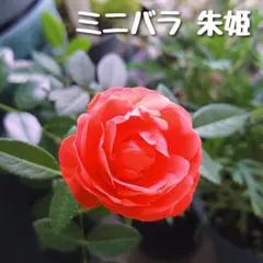 ミニバラ♡ピンクロスアロマ♡3号♡ポットごと宅急便コンパクト - メルカリ