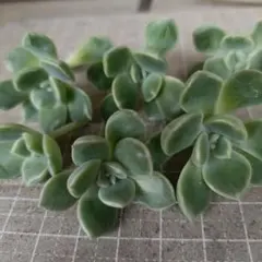 多肉植物　おはな　つぶつぶ屋①のサムネイル