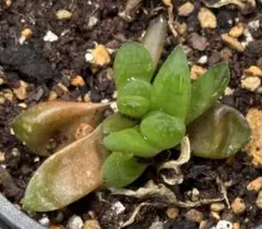 2026年最新】多肉植物双頭株の人気アイテム - メルカリ