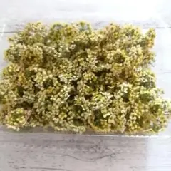 アリッサムドライフラワー