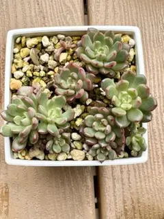 センペルビウム　メッテニー錦　12鉢セット 日本花キ流通 多肉植物 caセンペルビウム メッテニー錦 斑入り