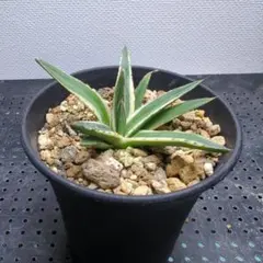 2025年最新】輝山 アガベの人気アイテム - メルカリ