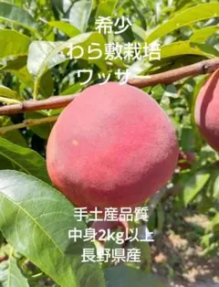 希少わら敷栽培ワッサー（手土産品質）　 長野県産中身2Kg以上ですのサムネイル