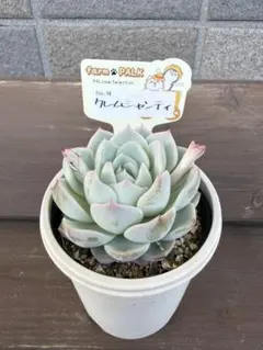 専用ページ　クレムシャンティ札付きポットごとメルカリ便ファームパルクさん苗 クレムシャンティ札付きポットごとメルカリ便ファームパルクさん苗