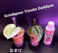 2026年最新】スキンダプサス トリカラー ダークフォームの人気アイテム