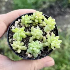 2025年最新】花団錦の人気アイテム - メルカリ