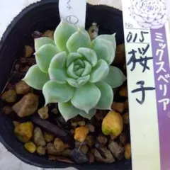 ミックスベリア おらいさん苗 桜子含む5種5枚セット 札のみ✩.*˚ 2025年最新】おらいさん苗 桜子の人気アイテム - メルカリ