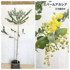 パールアカシア 苗 特大 190cm❗美しい樹形 綺麗な葉色 美形 - メルカリ