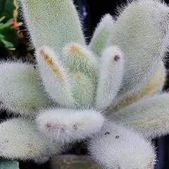 多肉植物♡カオス様専用♡