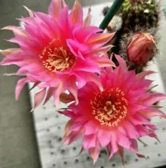 だ*く様 67-白牡丹　蕾あり　超人気花サボテン　ロビビア属　カキコ 43-白昭和 蕾たくさん 超人気花サボテン ロビビア属 カキコ - メルカリ