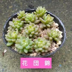 2025年最新】花団錦の人気アイテム - メルカリ