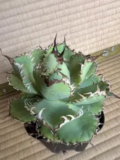 【鉢ごと メルカリ便】アガベ チタノタ フィリグリー 圓葉拇指　子株2つ付き コレクション株】鉢ごと発送！ アガベ チタノタ フィリグリー 圓葉拇指