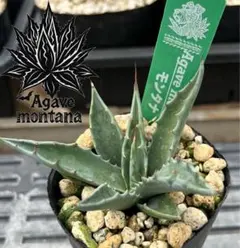 サリー様 リクエスト 3点 まとめ商品