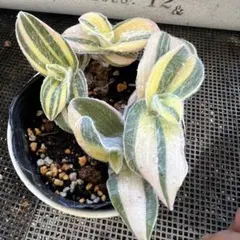多肉植物 子持ち蓮華錦 鏡花 抜き苗 - メルカリ
