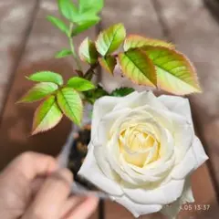 なつ様 リクエスト 2点 まとめ商品