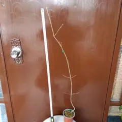 fukuwaborodemo.1192様 リクエスト 3点 まとめ商品