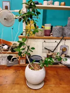 まん丸の葉の個体で幹上がりタイプのパンダガジュマル 白陶器鉢入り 
