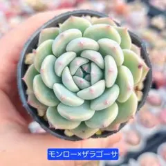 2026年最新】ザラゴーサの人気アイテム - メルカリ